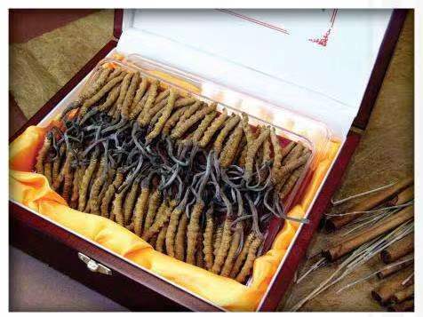 祥符冬虫夏草回收